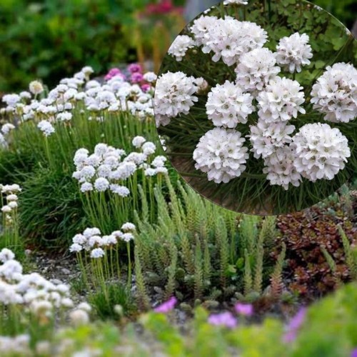 Armeria maritima 'Alba' - Harilik merikann 'Alba' P9/0,55L